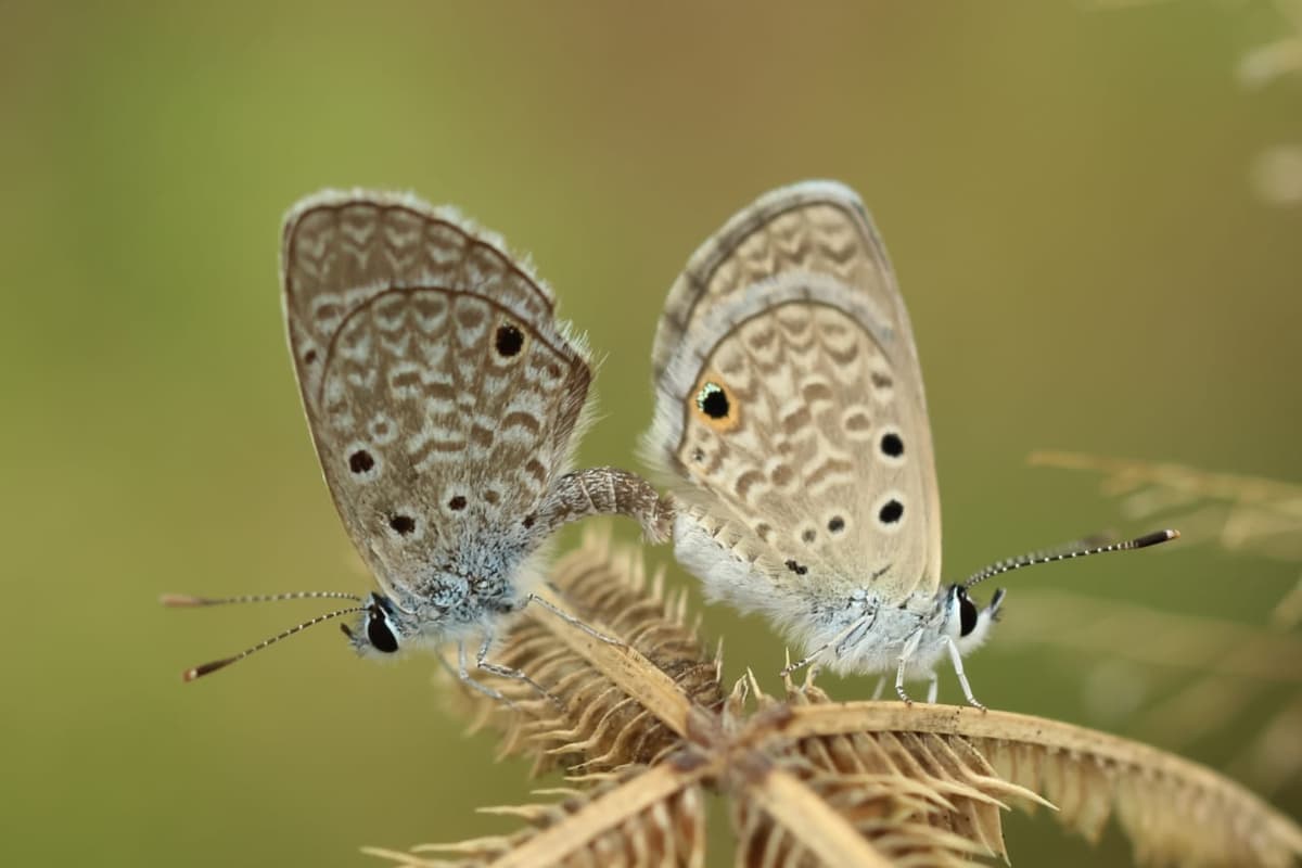 A expressão Lorem ipsum em design gráfico e editoração é um texto padrão em latim utilizado na produção gráfica para preencher os espaços de texto em publicações para testar e ajustar aspectos visuais antes de utilizar conteúdo real.
